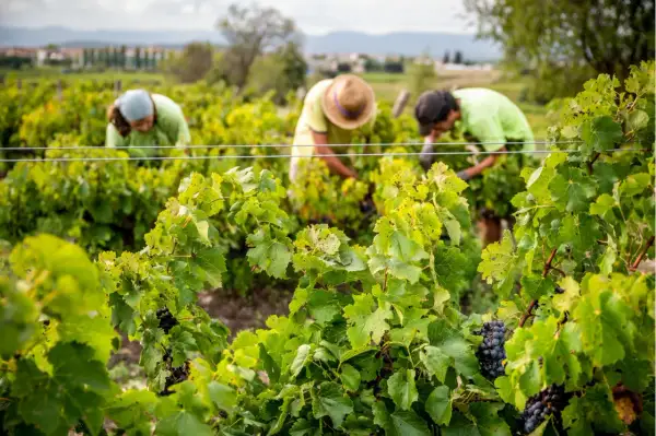Arbeiter ernten Trauben im Weinberg. Der biodynamische Weinbau steht für nachhaltige Landwirtschaft und gesunde Reben.