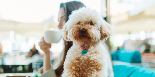 En fluffig hund med en mintgrön bricka på sitt rosa halsband njuter av en fika med sin ägare.