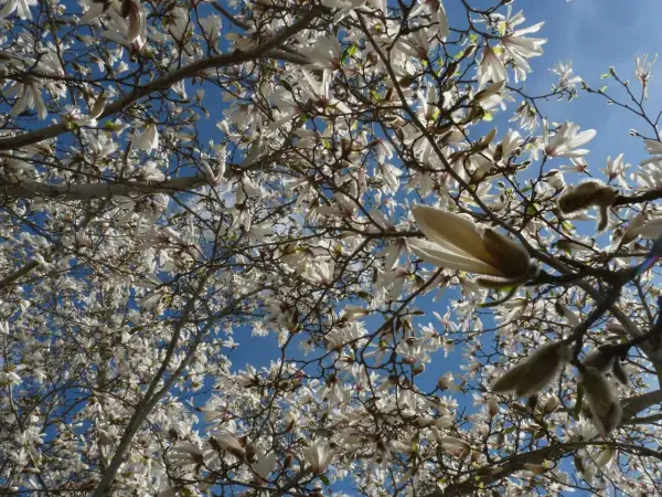 En magnoliaknopp i kruka sträcker sig mot den blå himlen, omgiven av blommor och grenar.