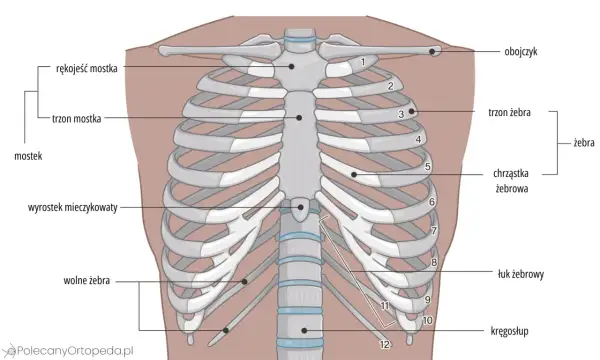 Anatomia klatki piersiowej z widocznymi żebrami, mostkiem i kręgosłupem. Ilustracja pokazuje budowę żeber, w tym chrząstkę żebrową i łuk żebrowy.