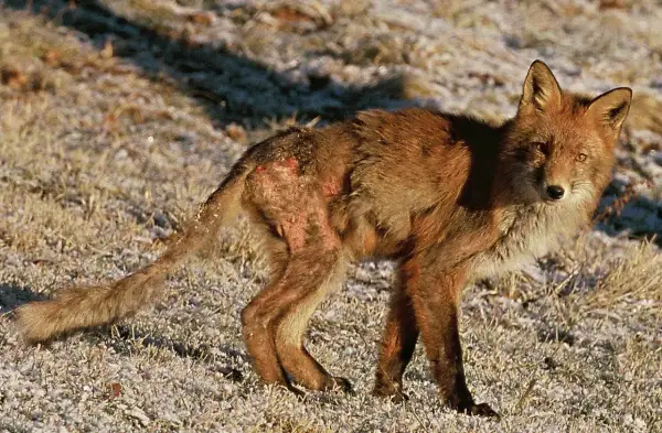 Räv med synliga hudskador, som kan likna hur skabb ser ut på hund. Pälsen är tunn och huden röd och irriterad.