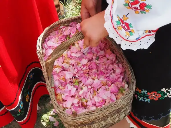 Ręce zbierają płatki róż do koszyka. Tradycyjny strój i zapach róż z Doliny Róż Bułgaria.