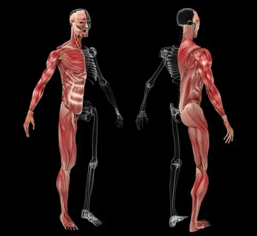 ¿Cuántos músculos hay en el cuerpo humano? Sorprendentes datos revelados