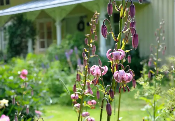 En lummig cottage garden med rosa liljor i förgrunden och ett gult hus i bakgrunden.