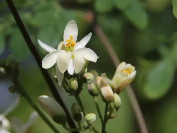 Fiori bianchi delicati sbocciano sul moringa albero, promettendo nutrimento e benessere.