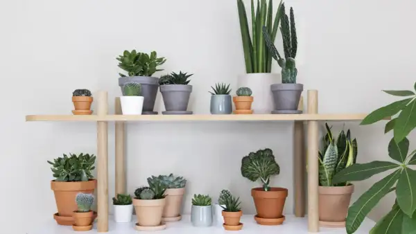 En hylla med en samling suckulenter och kaktusar, en perfekt succulent sorter.