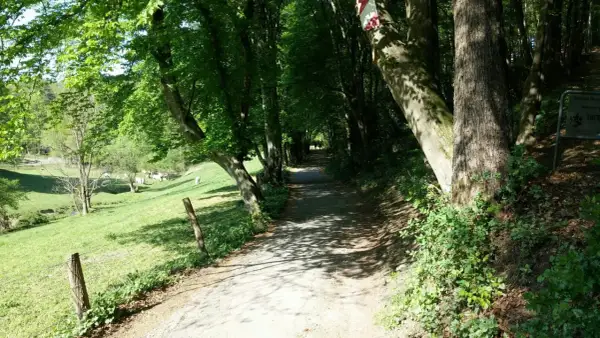 Schattenreicher Weg auf der korkenziehertrasse Solingen, mit Kühen auf der Weide links.