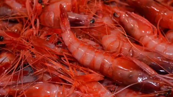Un primer plano de gambas rojas frescas, listas para ser preparadas en un restaurante de Garrucha.