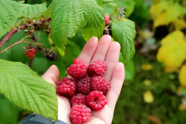 En hand full med nyplockade hallon, redo att plantera hallonbuskar för framtida skörd.
