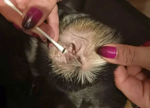 Czyszczenie ucha psa, widoczny czarny brud w uszach psa na patyczku kosmetycznym.