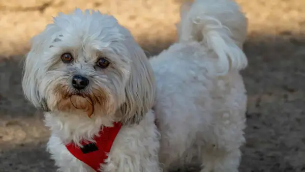 Un adorable Bichón Maltés con un corte de pelo veraniego, luciendo un arnés rojo.