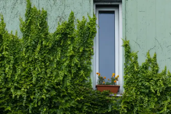 L'edera ricopre un muro di cemento, nascondendolo con il suo verde rigoglioso. Un piccolo vaso di fiori arancioni adorna il davanzale.