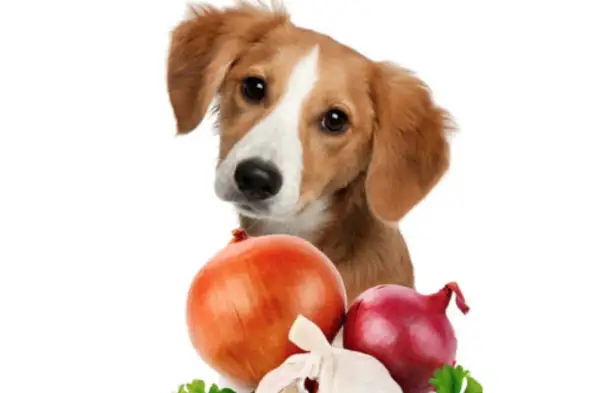 Un tierno cachorro mira curioso unas cebollas y ajos. ¿Sabías que los perros pueden comer cebolla?