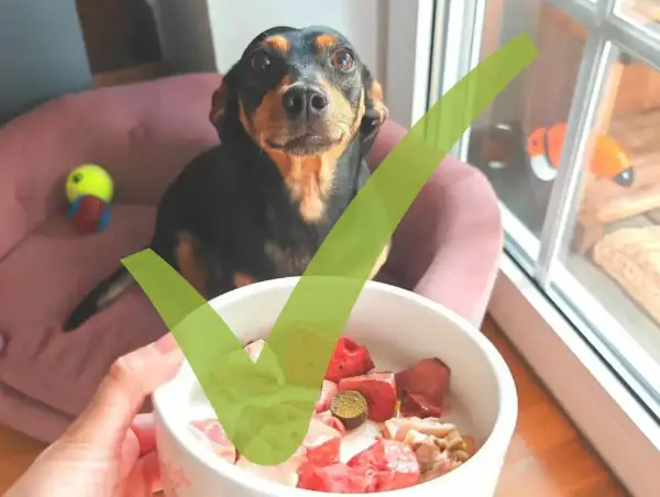 Süßer Junghund freut sich über BARF-Schüssel. Gesunde Ernährung für den kleinen Vierbeiner.