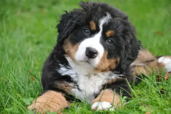 Adorable cachorro de Bernés de la Montaña, con su pelaje tricolor, parece estar en un dulce letargo en la hierba verde.