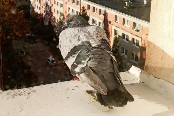 Gołąb na parapecie balkonu. Zastanawiasz się, jak odstraszyć gołębie z balkonu? Ten ptak może być problemem.