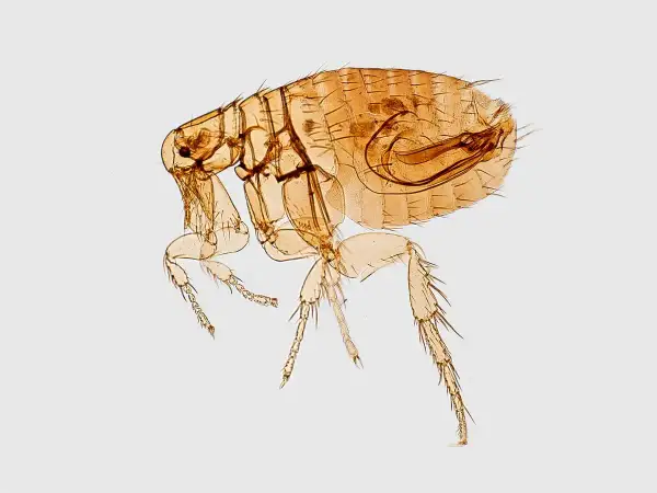 Un parásito microscópico, una pulga, con sus patas y cabeza visibles, un recordatorio de las pulgas en casa.