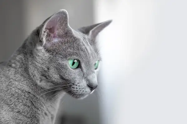 Szary kot o zielonych oczach, jakby był magicznym bluecat, spogląda w dal.