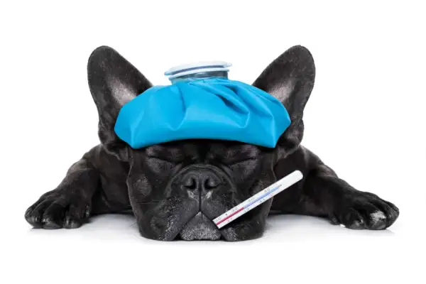 Mi perro tiene parvovirus y no tengo dinero. Un bulldog francés negro con una bolsa de hielo en la cabeza y un termómetro.
