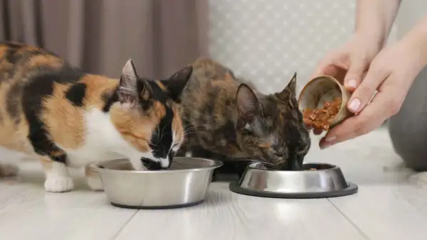 Dos gatos comen comida húmeda de sus cuencos. La pregunta es: ¿cuanta comida húmeda debe comer un gato al día?