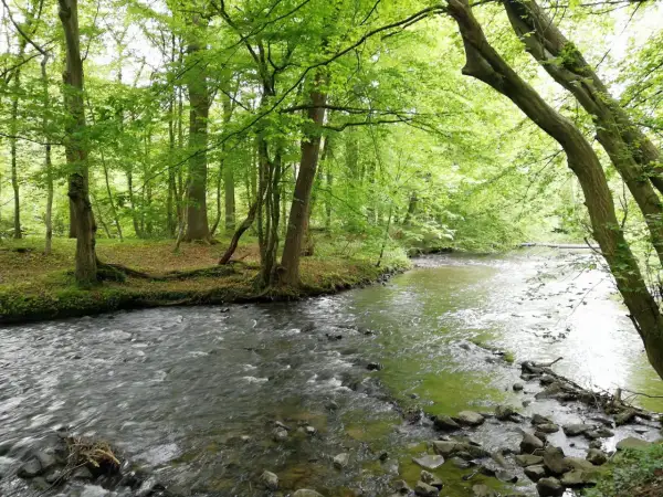 Ein rauschender Bach schlängelt sich durch einen grünen Wald. Perfekt für eine Wanderung in der Nähe des Altenberger Doms.