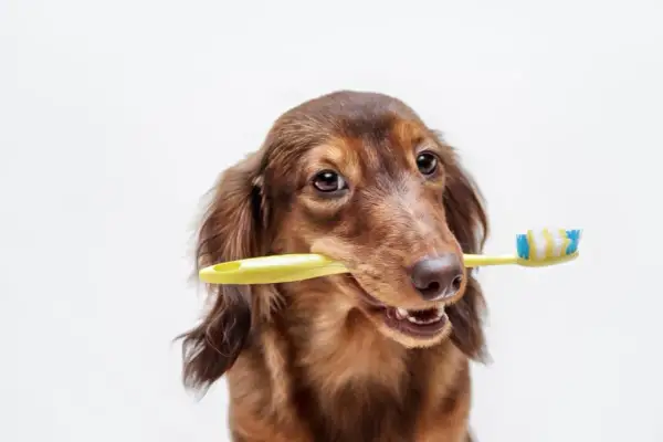 Perro salchicha marrón con un cepillo de dientes amarillo en la boca, listo para la higiene bucal perros.