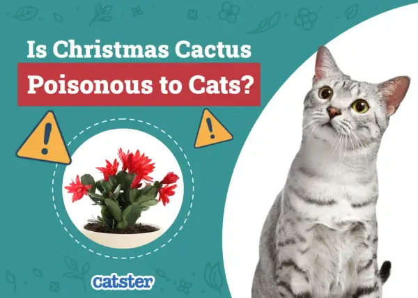 Is Christmas cactus toxic to cats? A warning sign and a potted Christmas cactus are shown next to a curious cat.