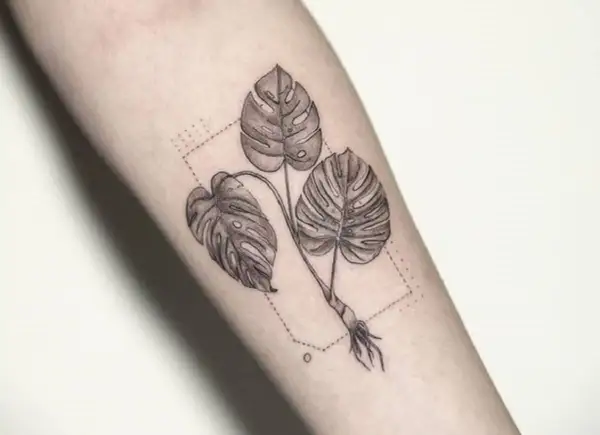 Monstera tatuaż znaczenie: trzy liście monstery z korzeniami, otoczone kropkowaną ramką. Symbolizuje wzrost, siłę i piękno natury.
