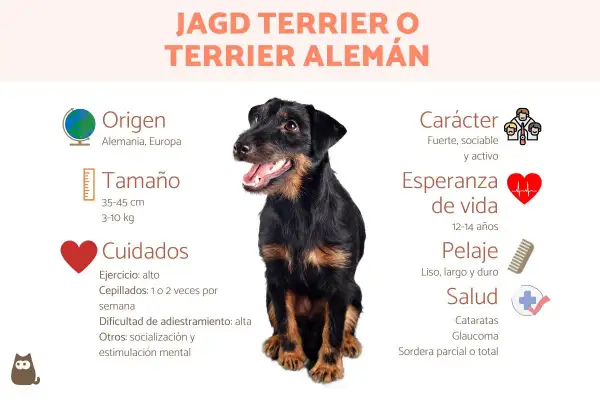 Un terrier alemán, conocido por su carácter fuerte y activo, posa sonriente.