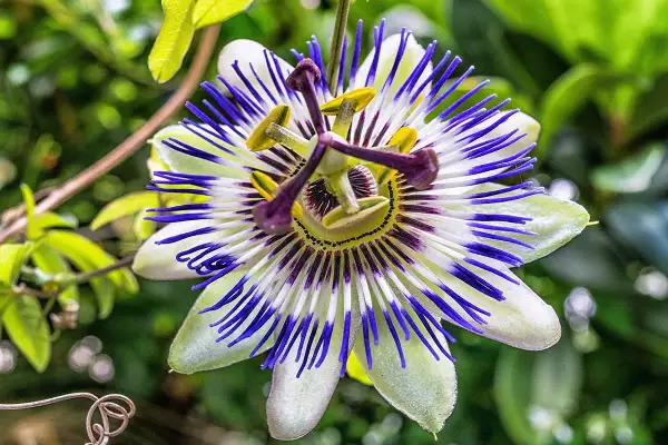 Passiflora in vaso, un fiore esotico con petali bianchi e striature blu intenso, che si apre in un giardino rigoglioso.