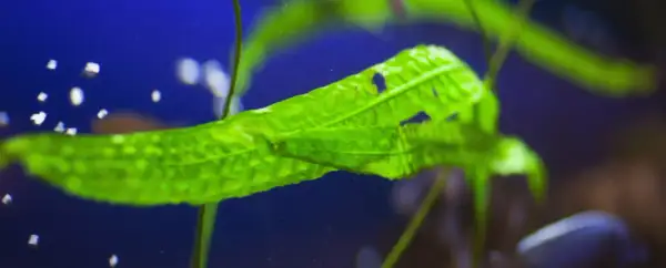 Feuille verte d'une plante aquatique, bulles d'oxygène flottant. Une question se pose : combien de plantes oxygénantes dans un bassin pour un équilibre parfait ?