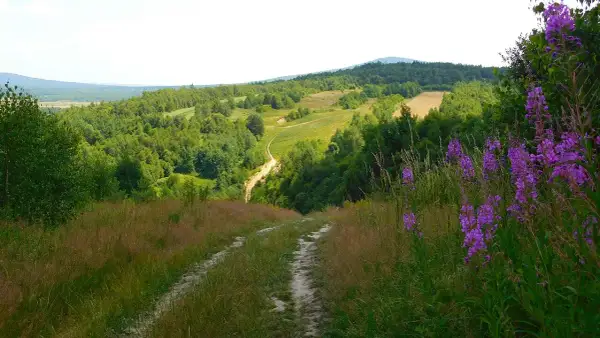 Dlaczego Świętokrzyski Park Narodowy został objęty ochroną? Odkryj powody.