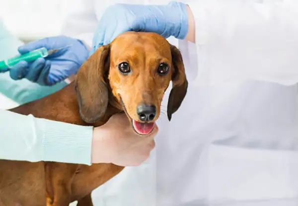 En veterinär ger en tax en vaccination. Frågan om hur ofta vaccinera hund är viktig för att hålla din hund frisk.