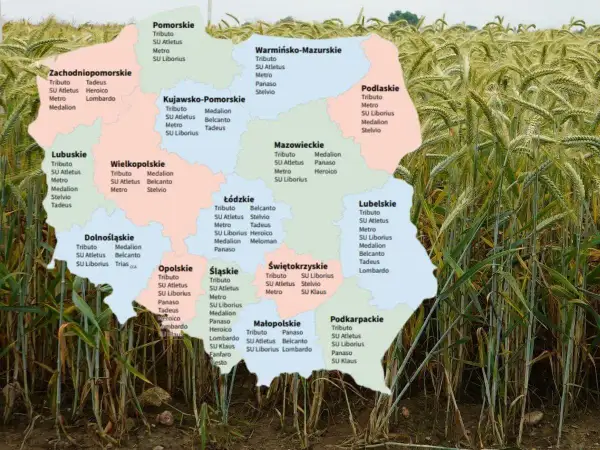 Mapa Polski z zaznaczonymi odmianami pszenżyta, w tym pszenżyto Tadeusz w województwach lubuskim i zachodniopomorskim.