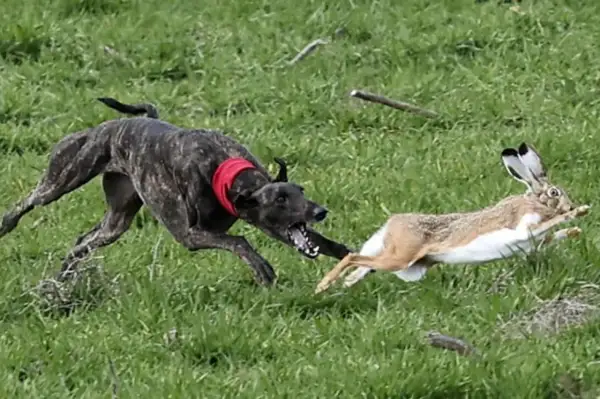 Un perro sabueso de pelaje atigrado persigue a un conejo en un campo verde.