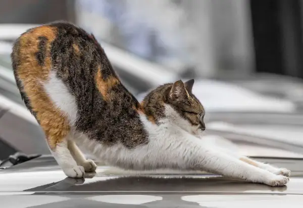 Dreifarbige Katze streckt sich, ihr Gangbild könnte auf Arthrose hindeuten.