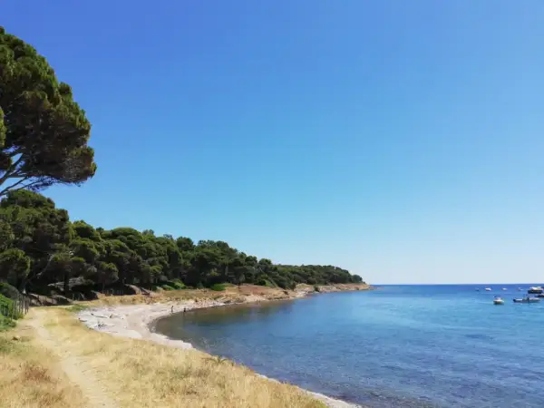 Spiaggia selvaggia sulla costa del Cilento, con pini marittimi che si affacciano sul mare azzurro e alcune barche all'orizzonte.