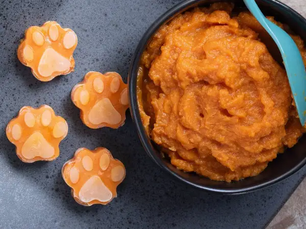 Söta hundtassar av pumpa, perfekt för ett nyttigt hundgodis recept. En skål med pumpapuré och en blå sked.