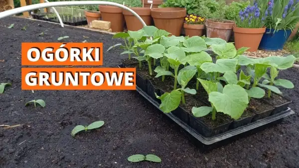 Jak uprawiać ogórki? Kompletny przewodnik krok po kroku