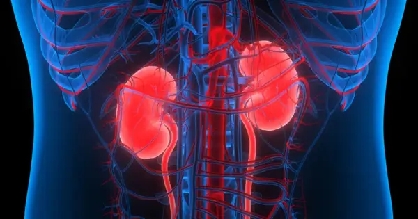 Anatomia nerek z naczyniami krwionośnymi. Pytanie: czy po przeszczepie nerki można pić alkohol?
