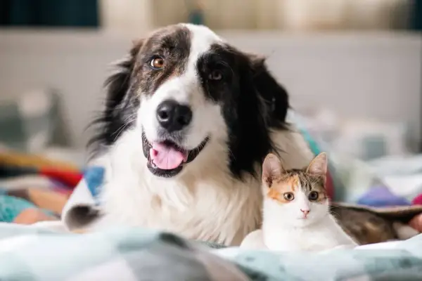 Großer Hund und kleine Katze liegen nebeneinander. Kein Hund jagt Katze hier, nur friedliche Kuschelzeit.