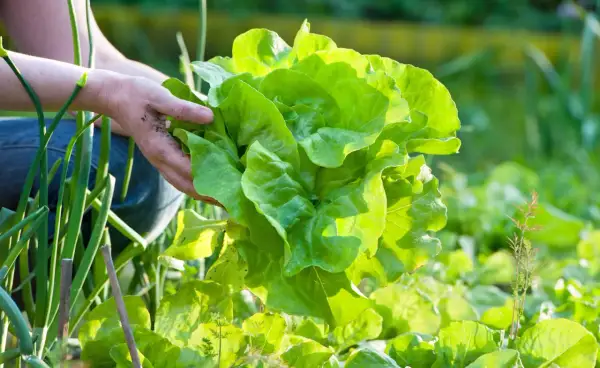 Hände ernten einen frischen, grünen Kopfsalat im Garten.