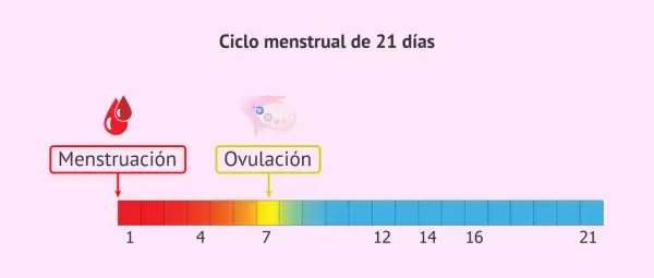 Ciclo menstrual de 21 días. La menstruación y ovulación son clave. ¿Sabías que te puedes quedar embarazada con la regla?