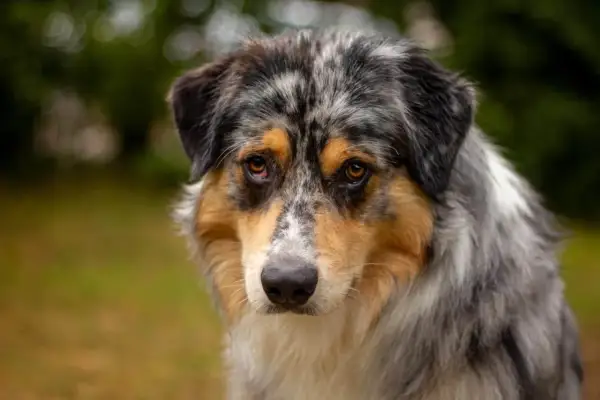 Ein trauriger Australian Shepherd, der auf ein besseres Zuhause hofft. Tierschutz für diese wundervollen Hunde ist so wichtig.
