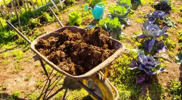 Nawóz koński pod jakie rośliny - najlepsze wybory i ukryte pułapki