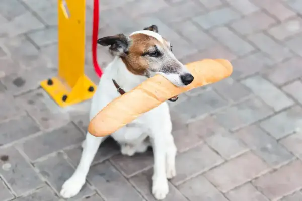 Piesek z bagietką w pysku. Czy pies może jeść chleb? Ten psiak chyba wie!