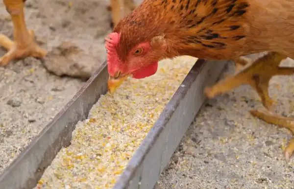 Ein Huhn frisst aus einem Futtertrog. Die Nachteile von Legemehl können sein, dass es zu Staubentwicklung kommt und die Nährstoffverteilung ungleichmäßig ist.