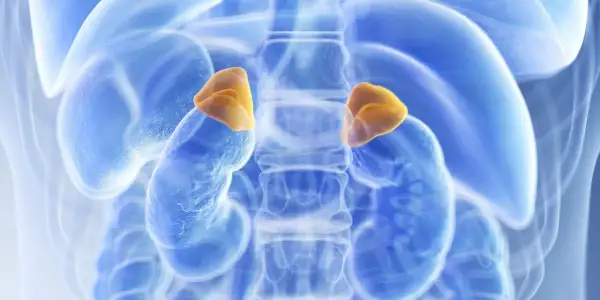 Darstellung der Nebennieren, die bei einem Kind mit Neuroblastom betroffen sein können.
