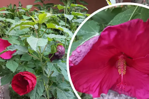 Hibiskus w pełnym rozkwicie, z pąkami i liśćmi. Rośnie w żyznej ziemi, która zapewnia mu obfite kwitnienie.