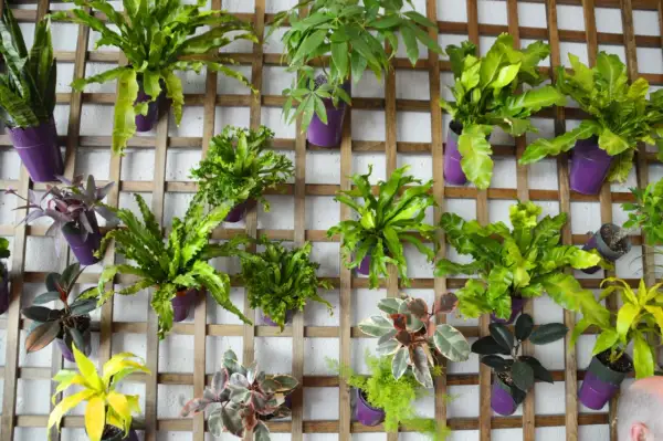 Un mur abîmé transformé en jardin vertical luxuriant avec des plantes vertes dans des pots violets sur une structure en bois.